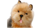 Preview: Australischer Terrier sitzend Carl Dick Plüschtiere – Kuscheltiere – Stofftiere