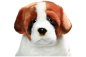Preview: St Bernard Dog sitting Carl Dick Soft Toy – Plush Toy – Stuffed Animal