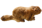 Preview: Marmot Carl Dick Soft Toy – Plush Toy – Stuffed Animal