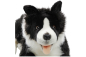 Preview: Border Collie liegend Carl Dick Plüschtiere – Kuscheltiere – Stofftiere