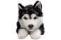 Preview: Husky liegend Carl Dick Plüschtiere – Kuscheltiere – Stofftiere