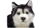 Preview: Husky liegend Carl Dick Plüschtiere – Kuscheltiere – Stofftiere