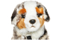 Preview: Australian Shepherd Dog sitting with Lead Carl Dick Soft Toy – Plush Toy – Stuffed Animal
