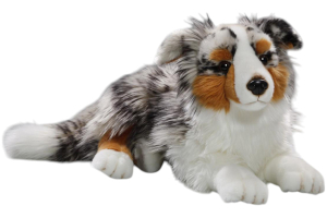 Australian Shepherd Dog lying